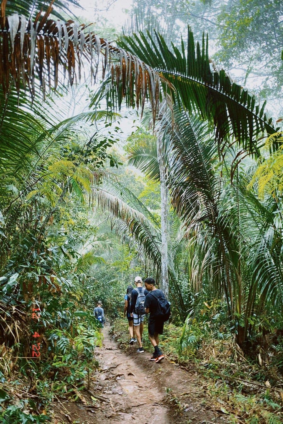Randonneurs en pleine nature tropicale