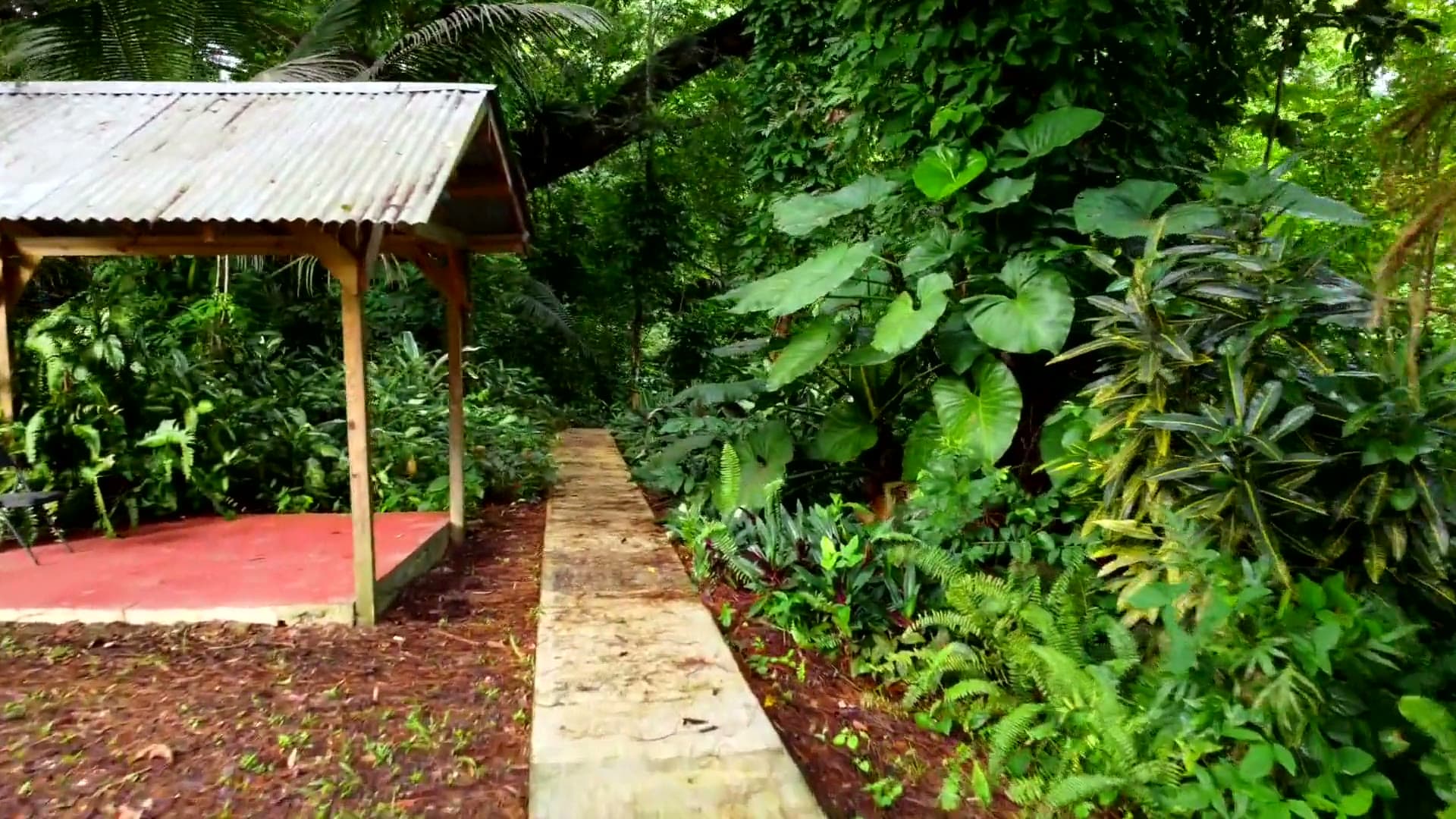 Sentier dallé au milieu d'une végétation tropicale luxuriante