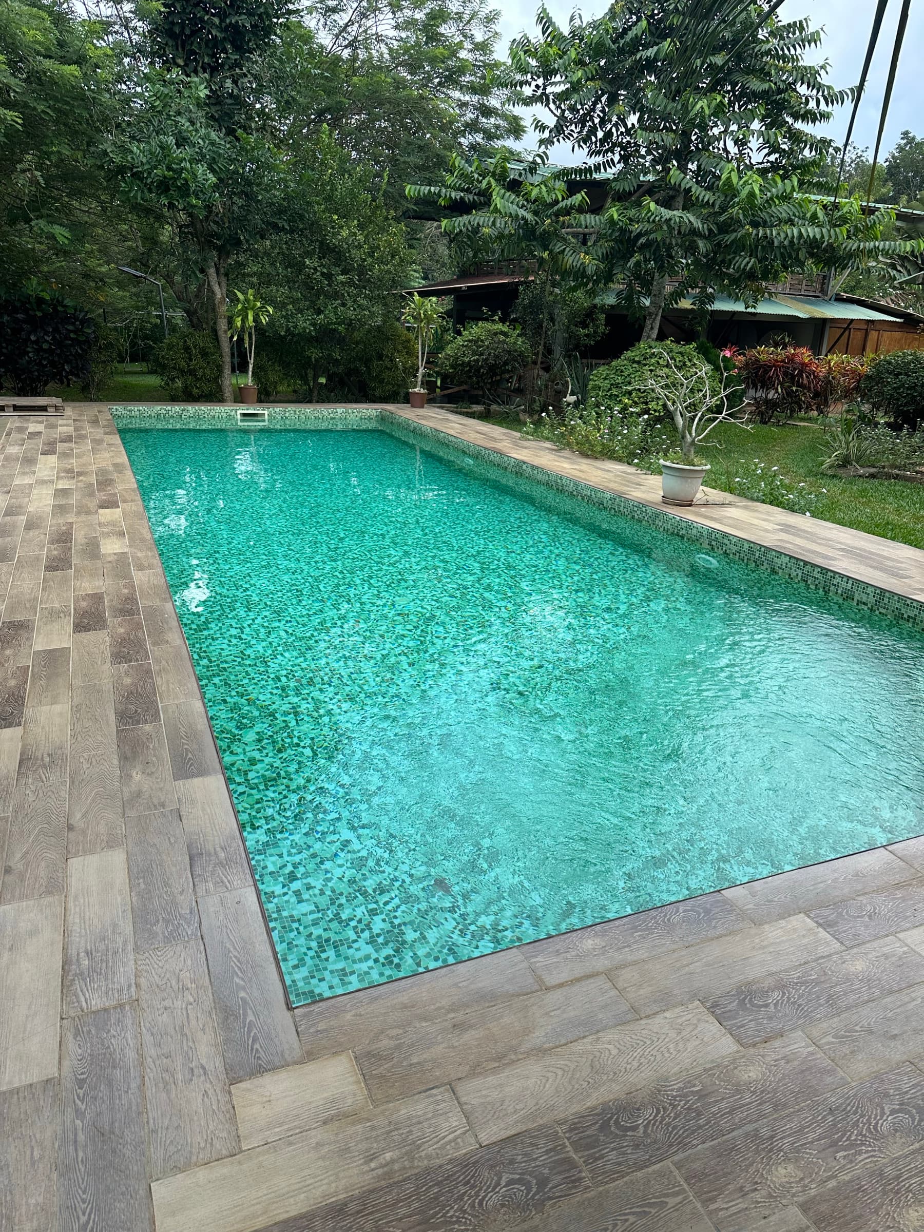 Piscine entourée de palmiers